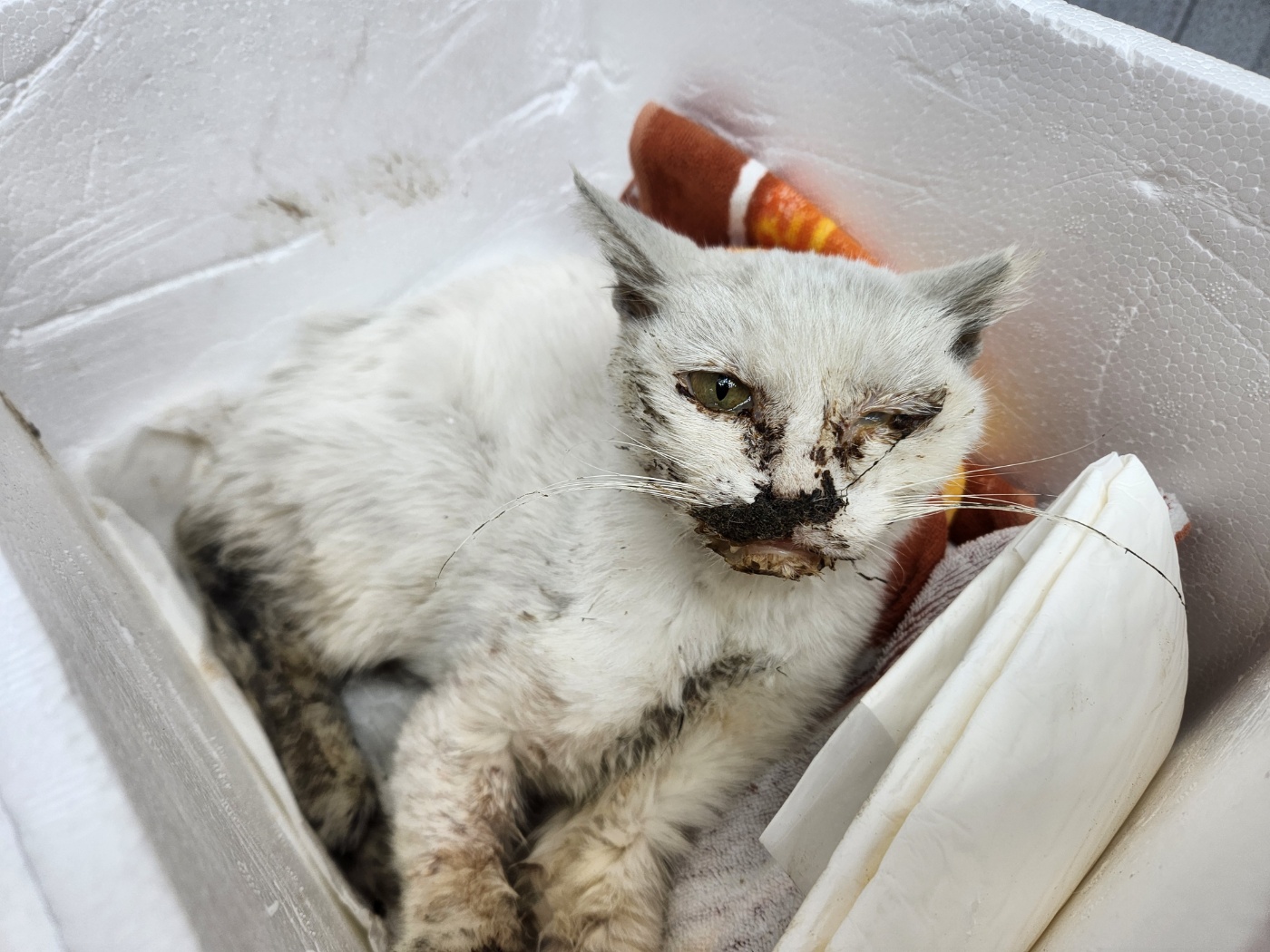 종료(자연사) 한국…