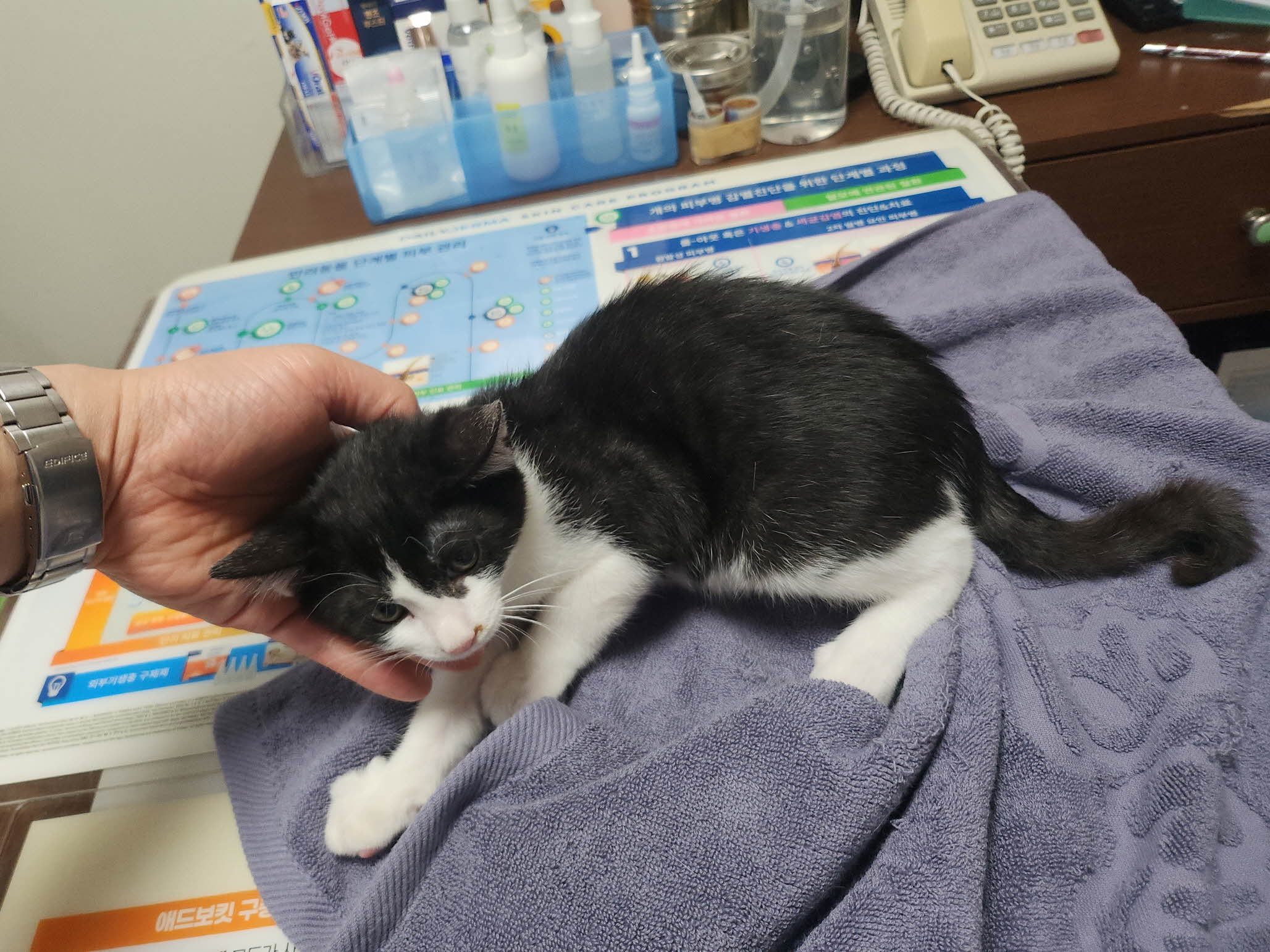 보호중 한국 고양이…