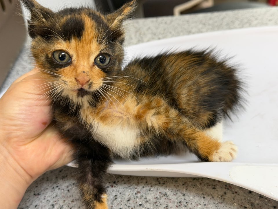 보호중 한국 고양이…