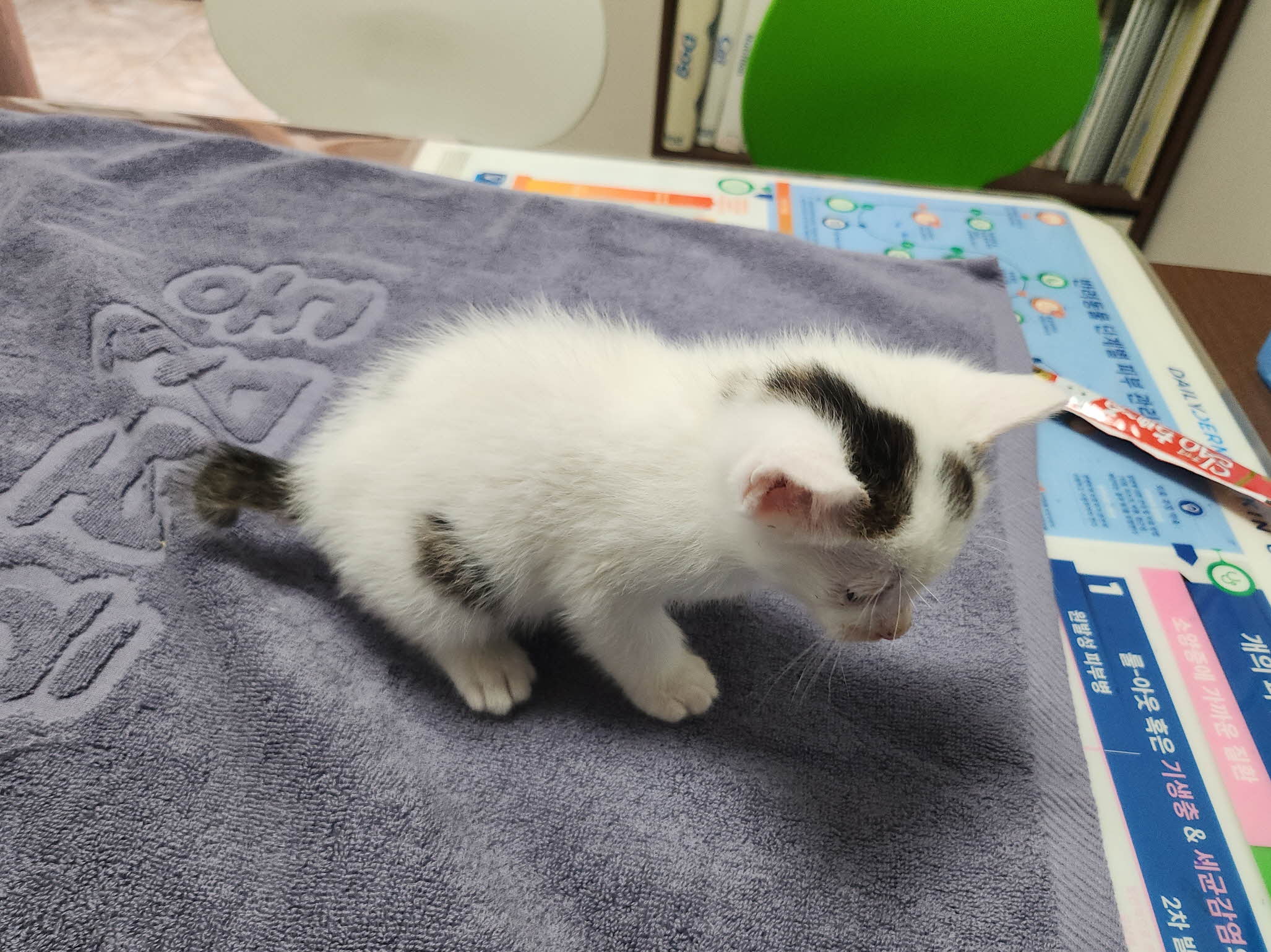 종료(입양) 한국 …