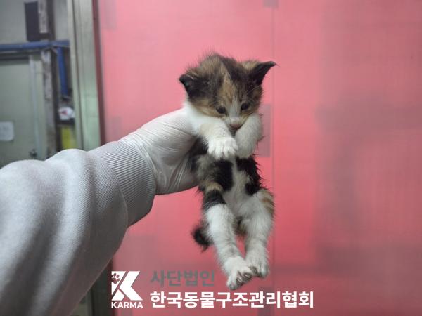 종료(자연사) 한국…