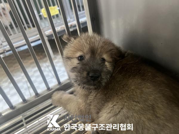 보호중 믹스견의 가…