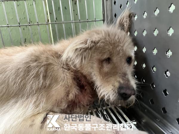 보호중 믹스견의 가…