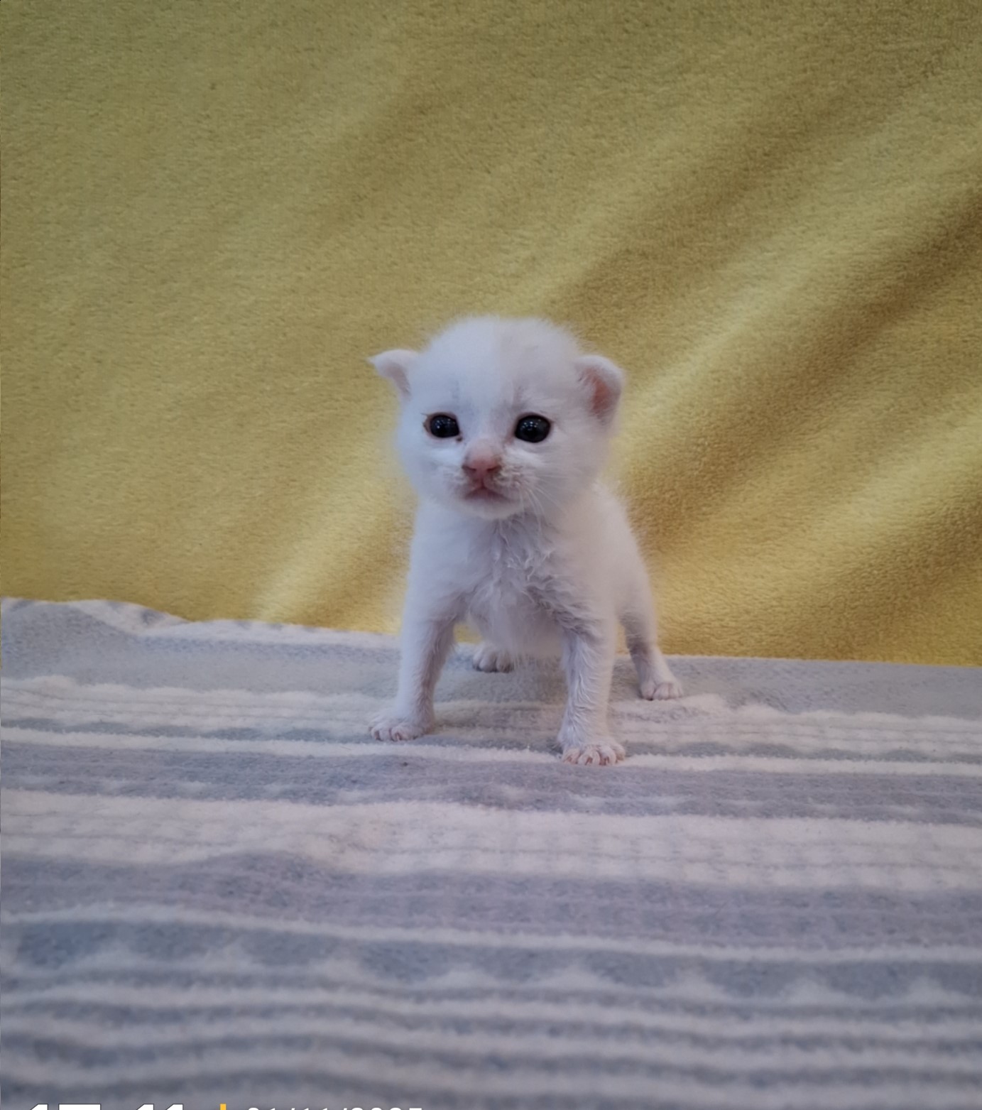 군산유기동물보호센터_445467202502089