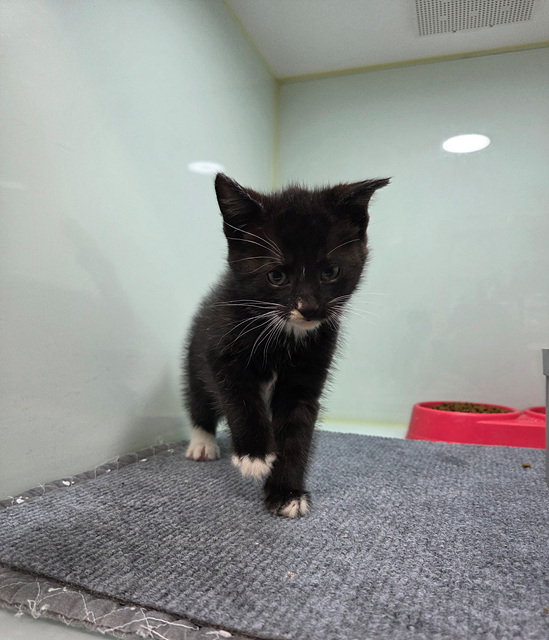 보호중 한국 고양이…