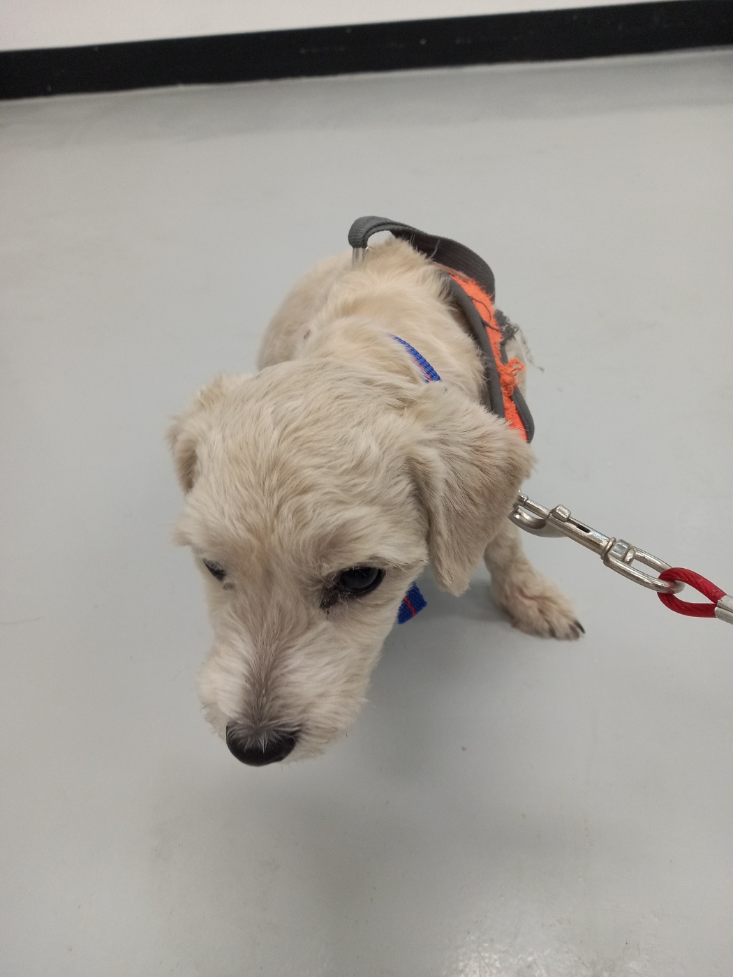 구미시 동물보호센터_447508202501546