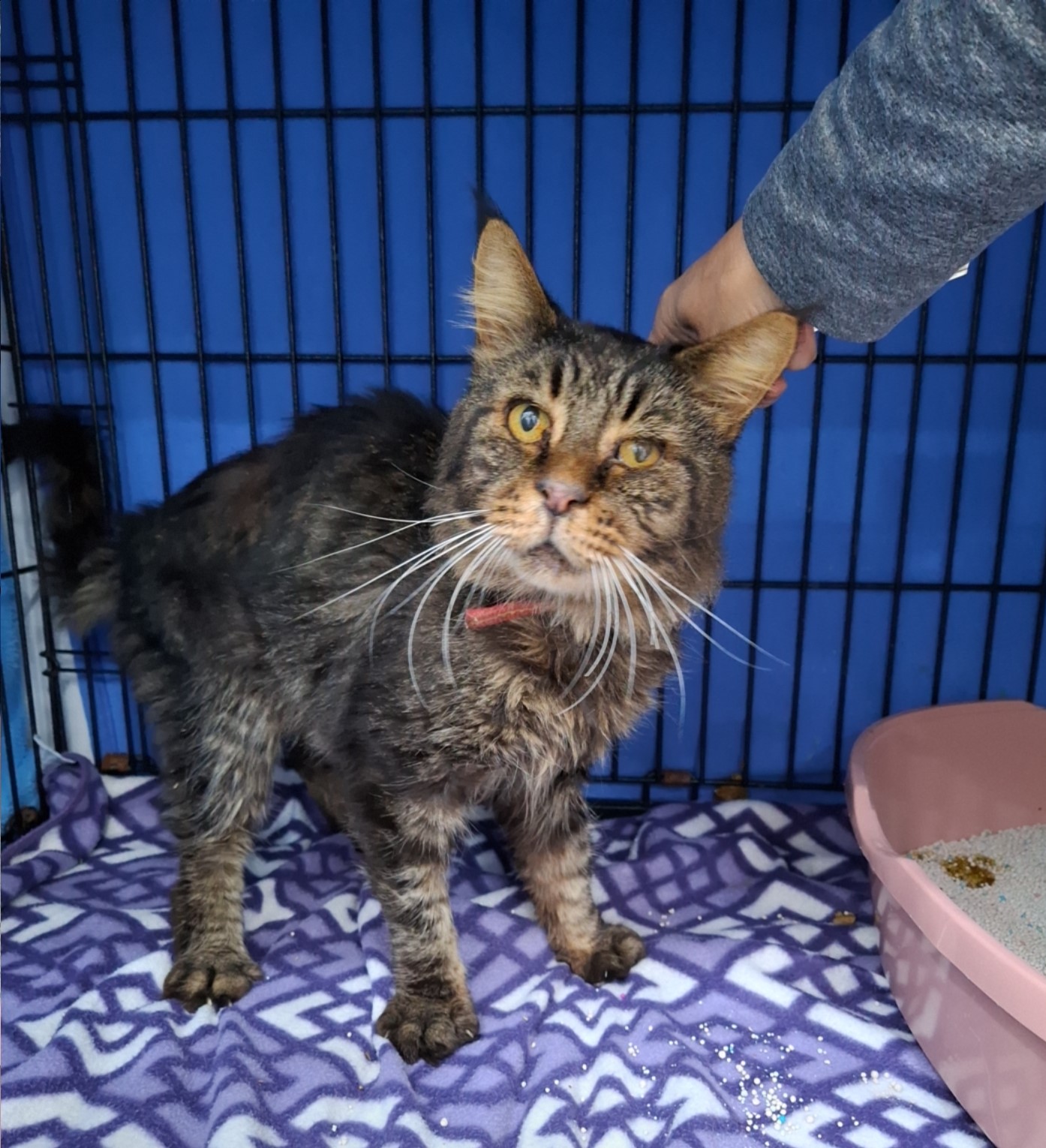 군산유기동물보호센터_445467202502087