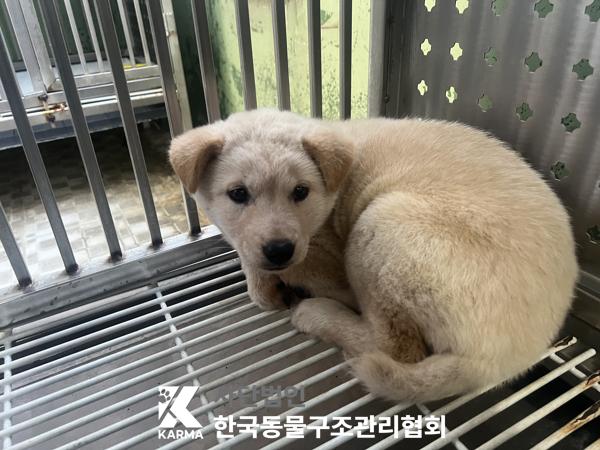 보호중 믹스견의 가…