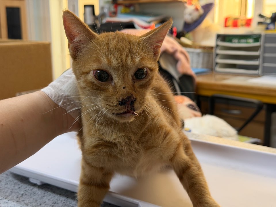 광주동물보호센터_429362202500818