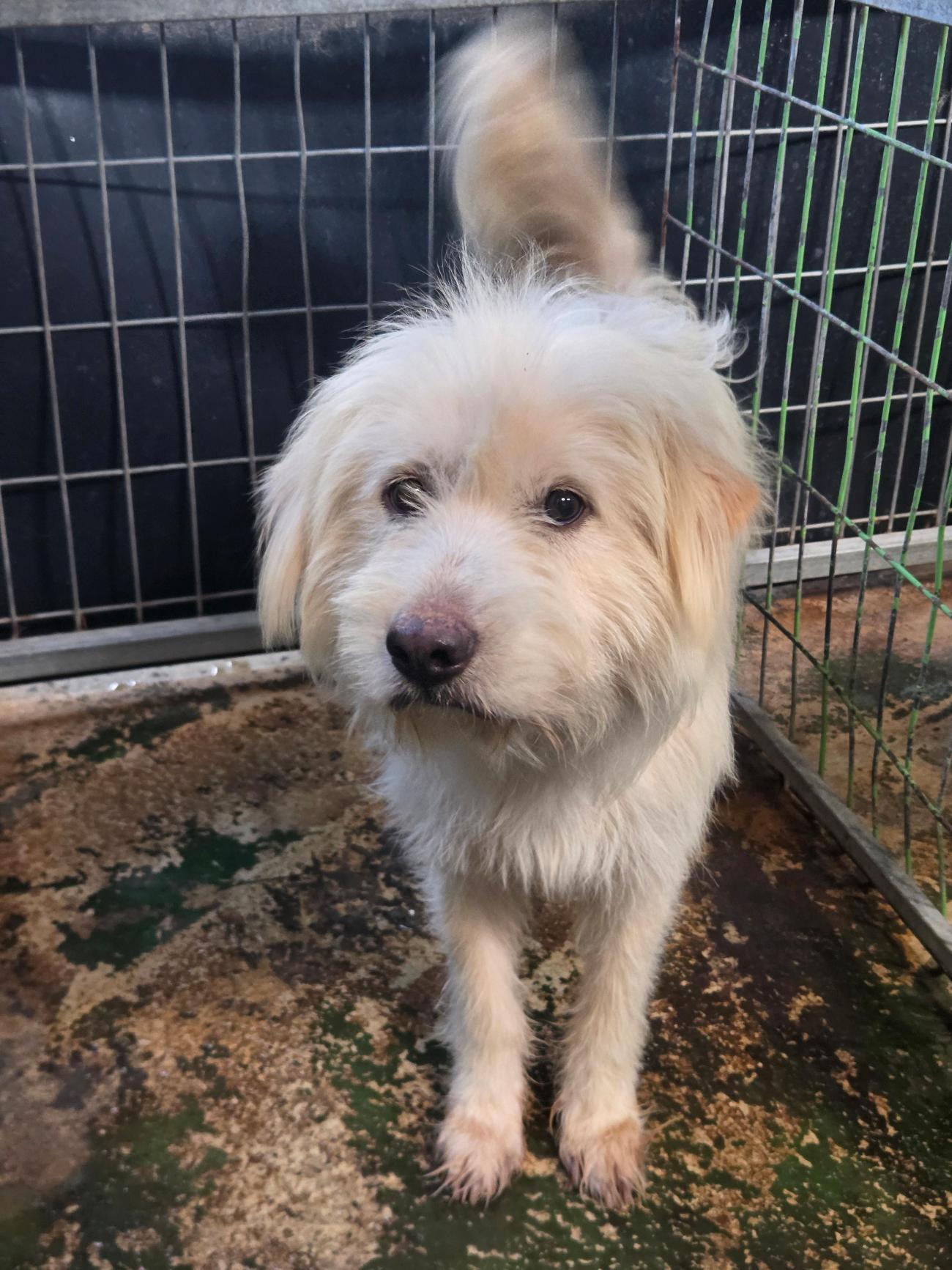 종료(자연사) 믹스…