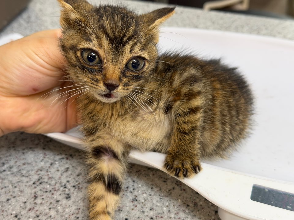 보호중 한국 고양이…