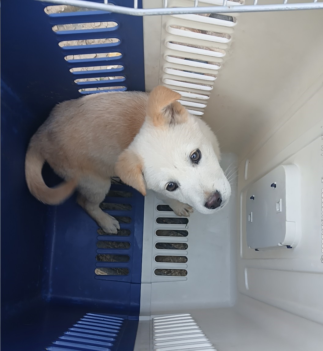 종료(자연사) 믹스…