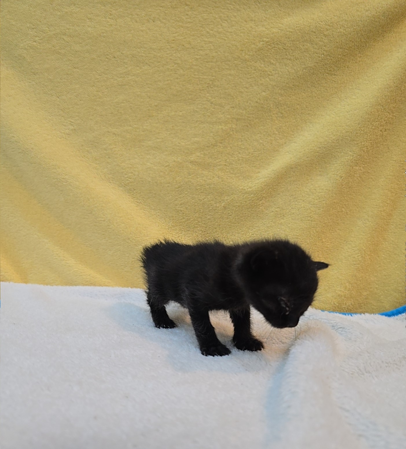 군산유기동물보호센터_445467202502086