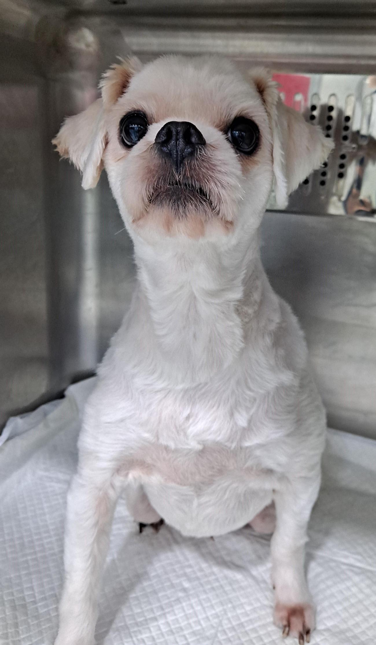 대구유기동물보호협회_427344202500370