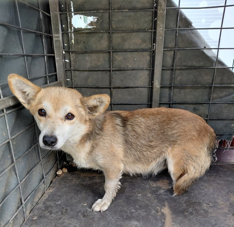 보호중 믹스견의 가…