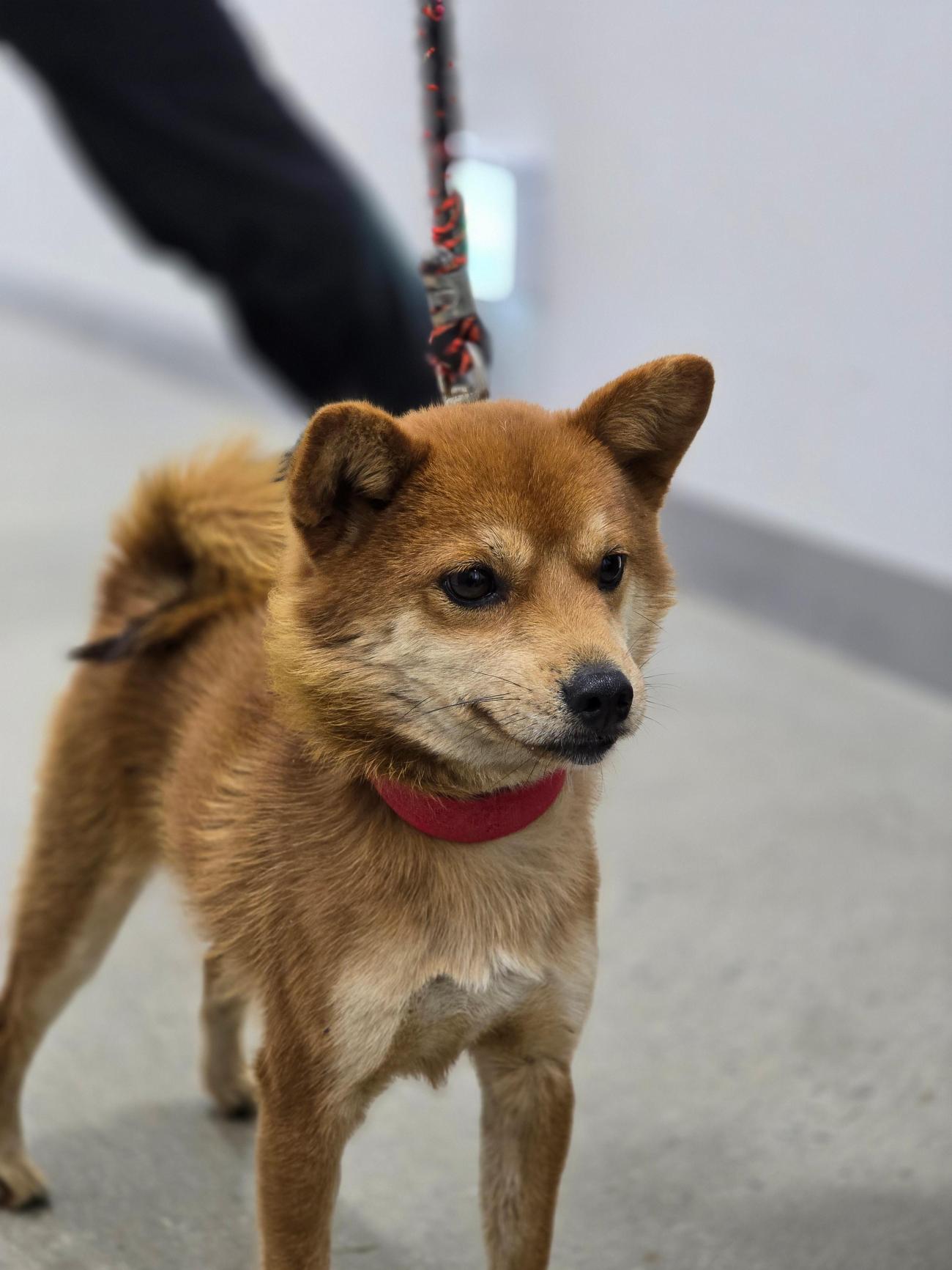 반려동물보호센터_443571202502942