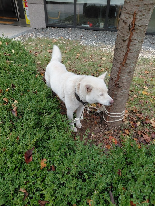 보령시유기동물보호소_444451202501038