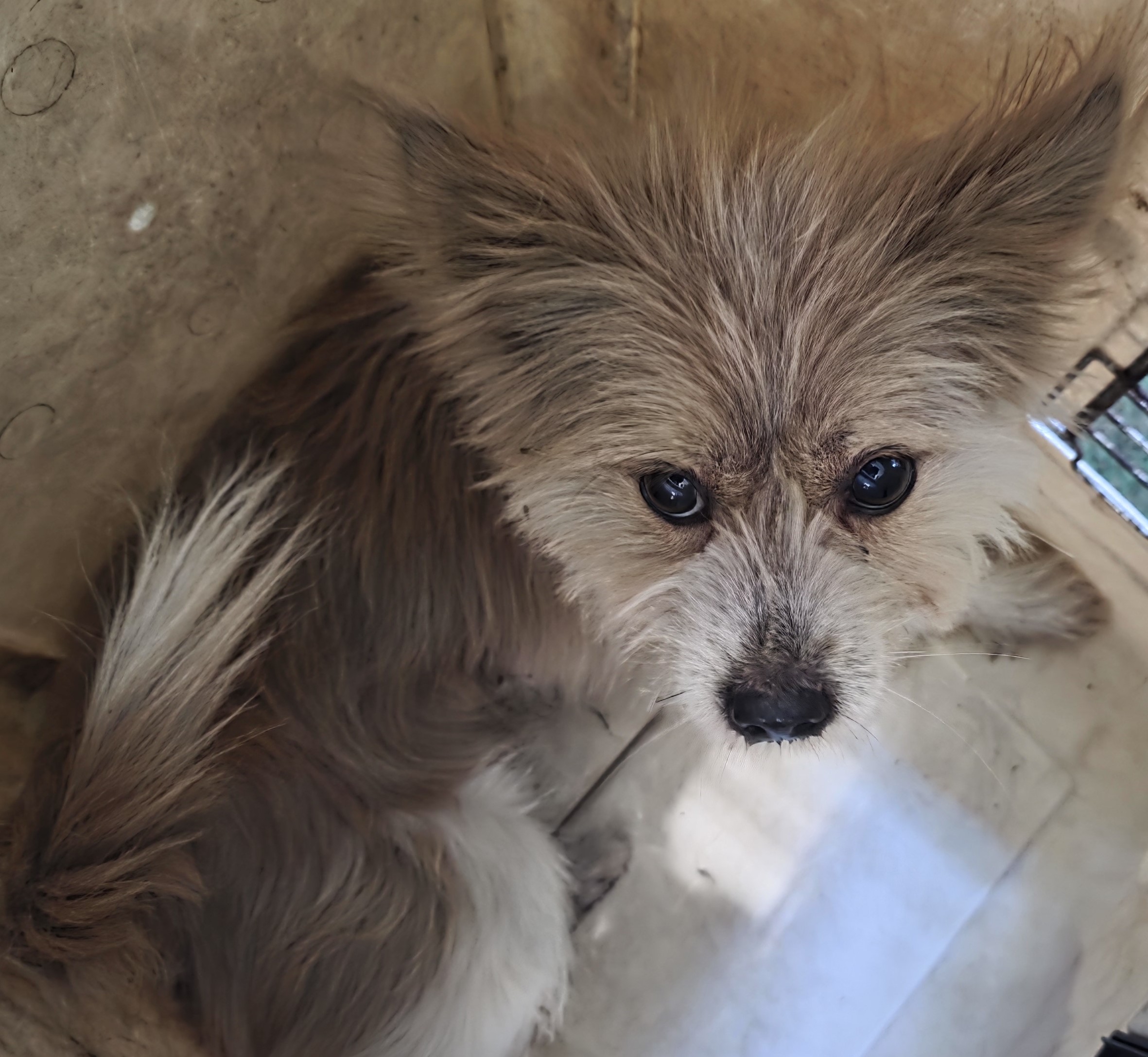 보호중 믹스견의 가…