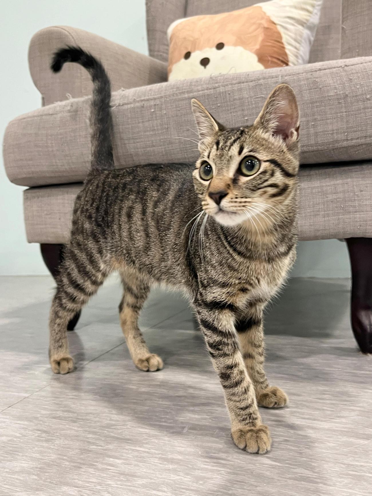 구리시 반려돌봄센터_441398202500557