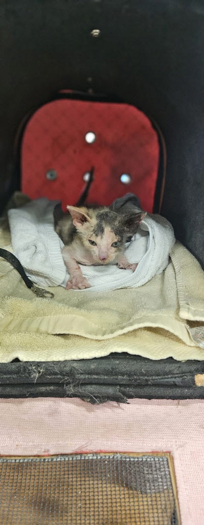 보호중 한국 고양이…