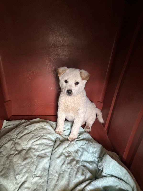 보호중 진도견의 가…