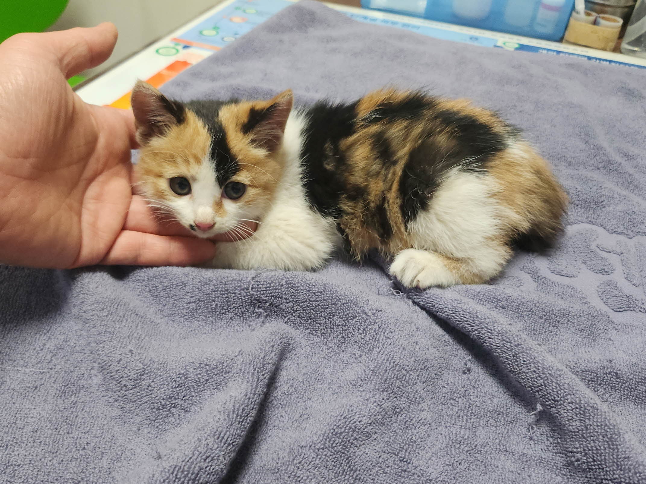 종료(입양) 한국 …