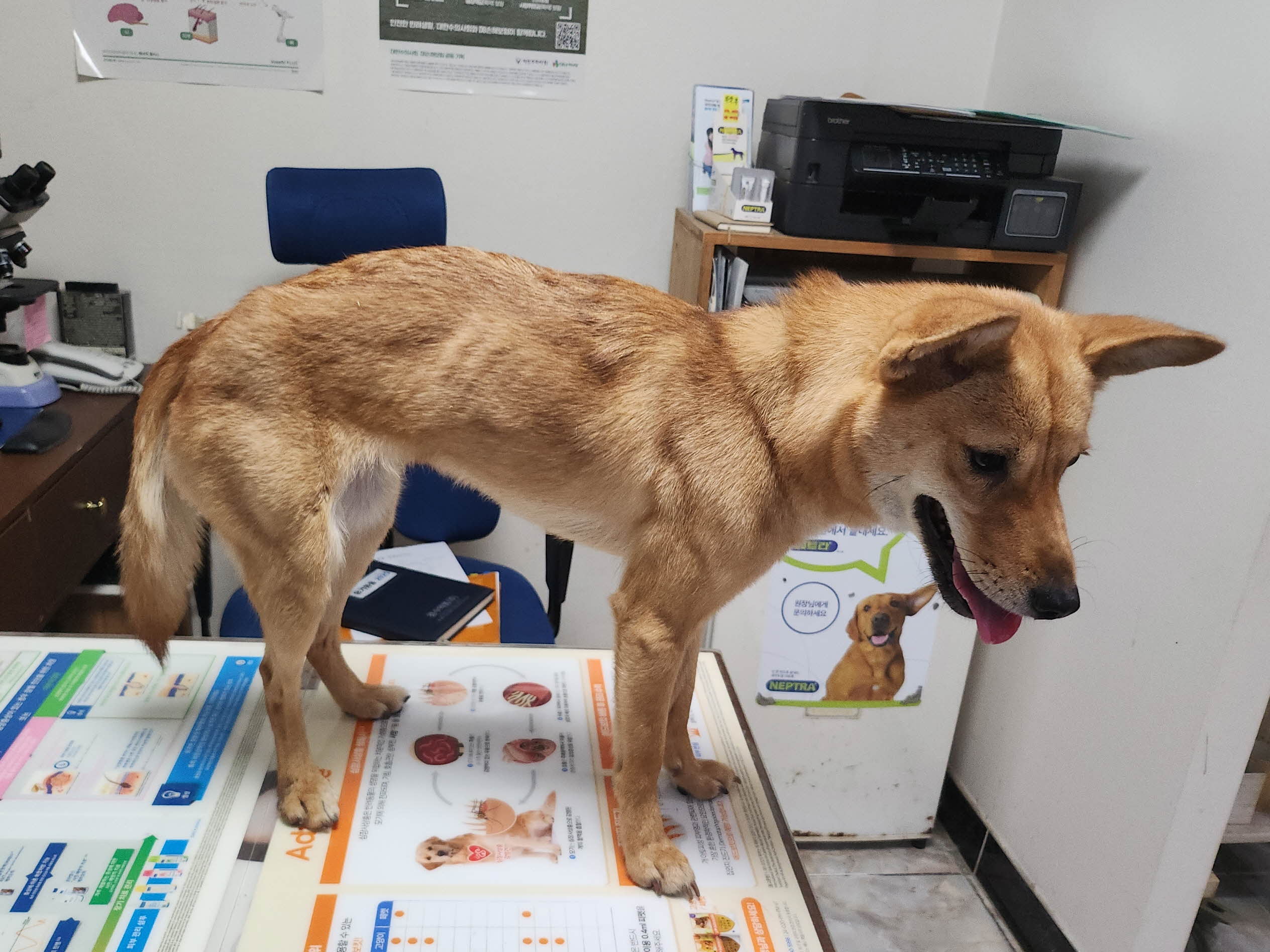 보호중 믹스견의 가…