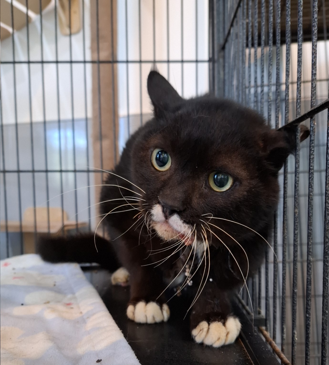 군산유기동물보호센터_445467202502092