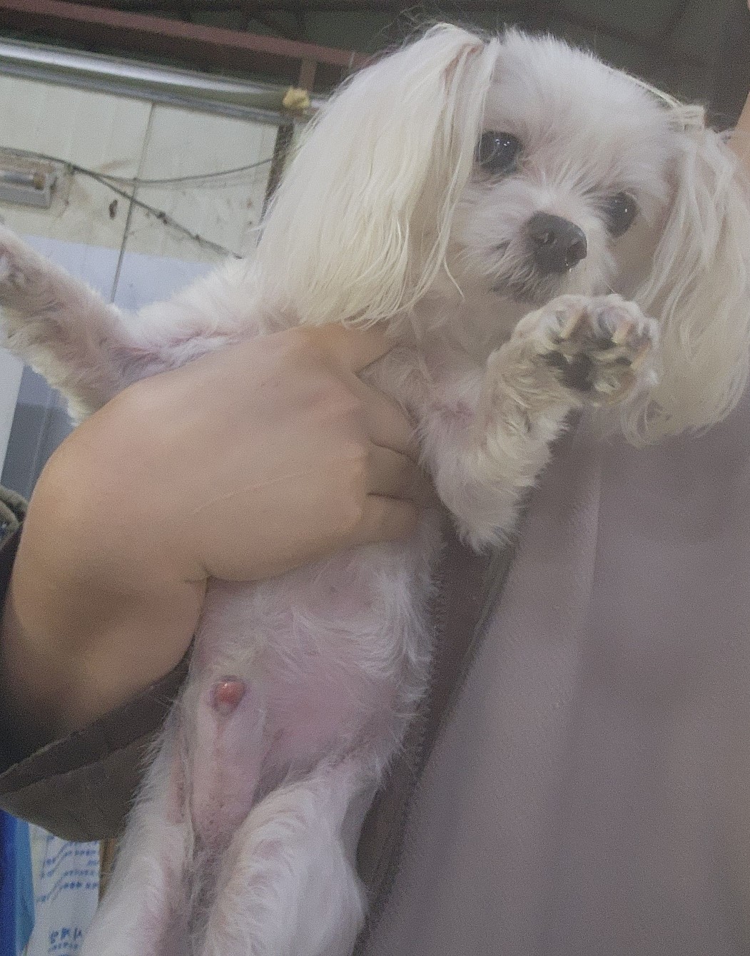 인천광역시수의사회_428351202500593