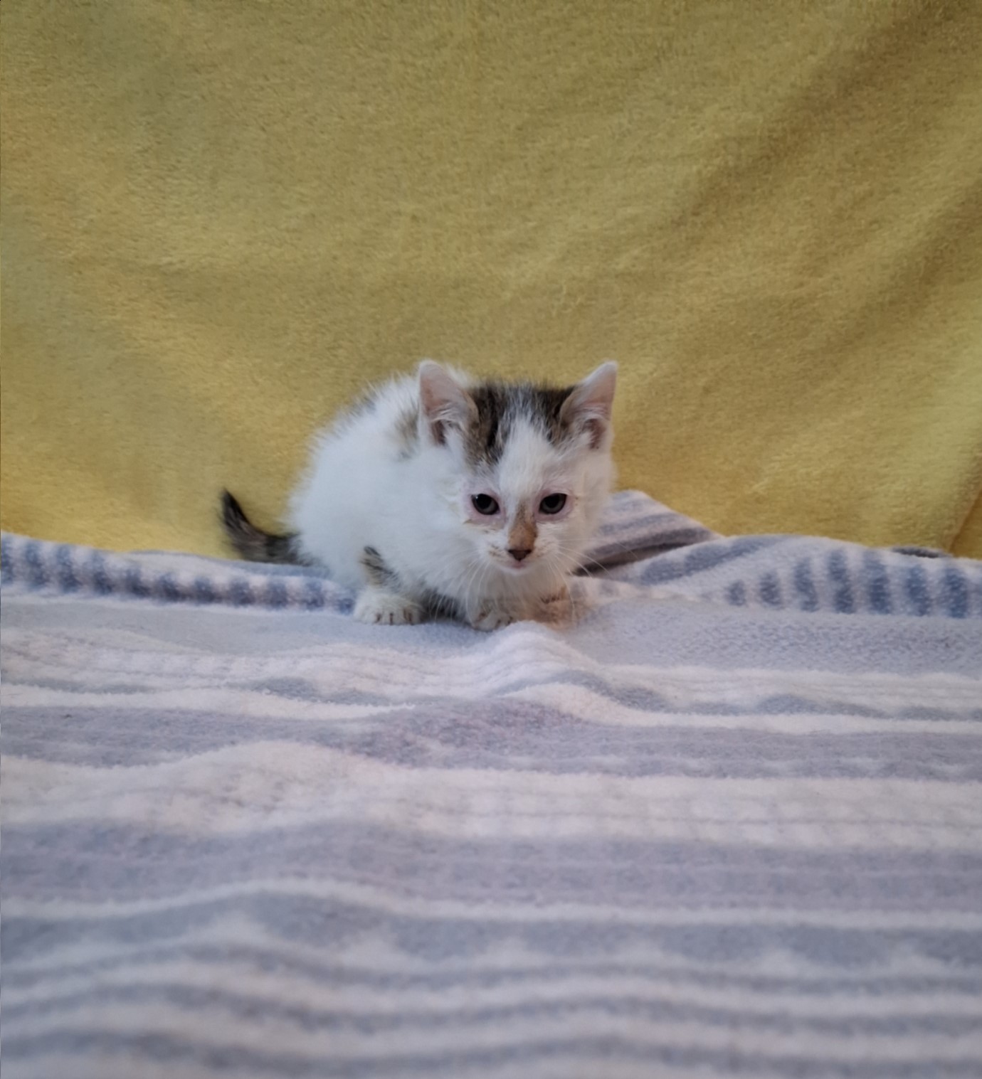 군산유기동물보호센터_445467202502090