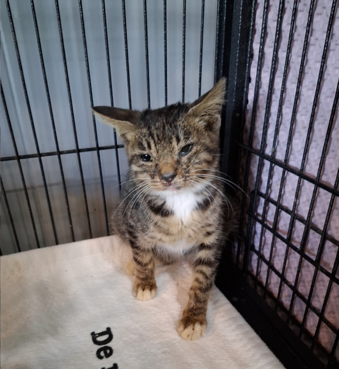 군산유기동물보호센터_445467202502091