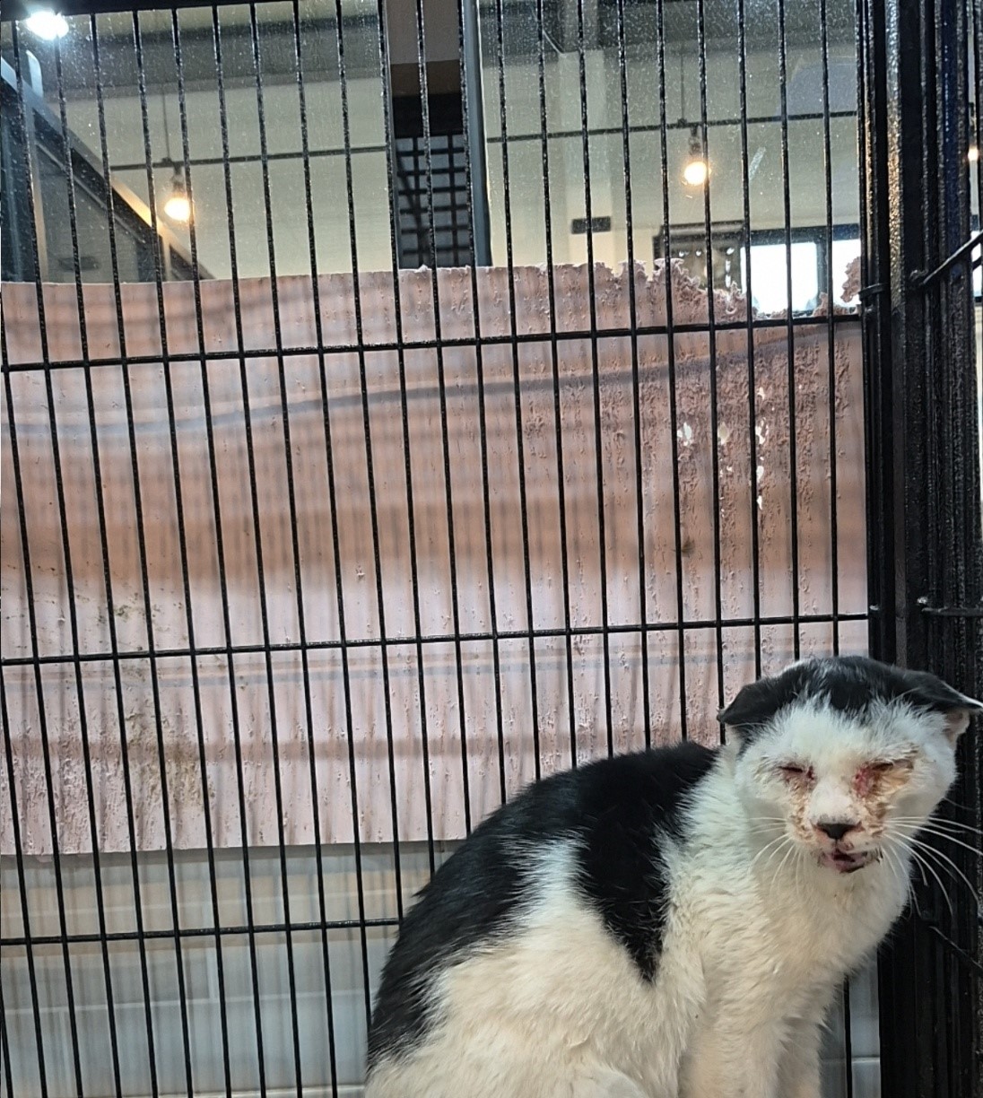 군산유기동물보호센터_445467202502093