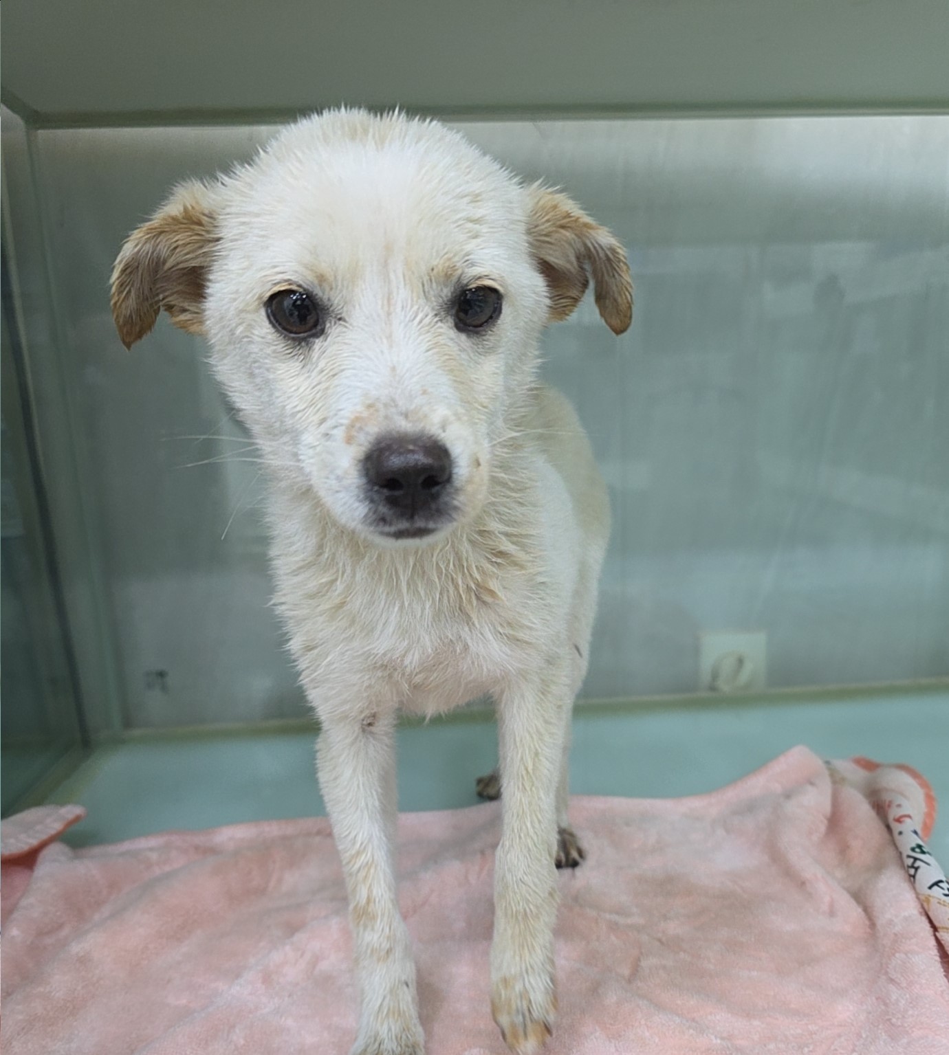 군산유기동물보호센터_445467202502094