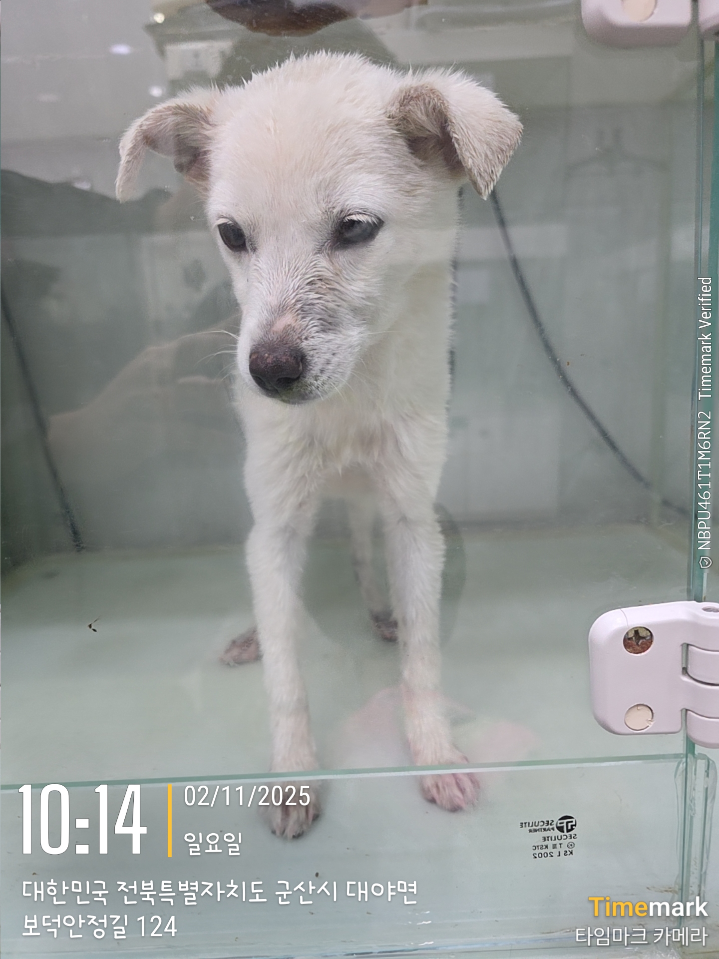 보호중 믹스견의 가…