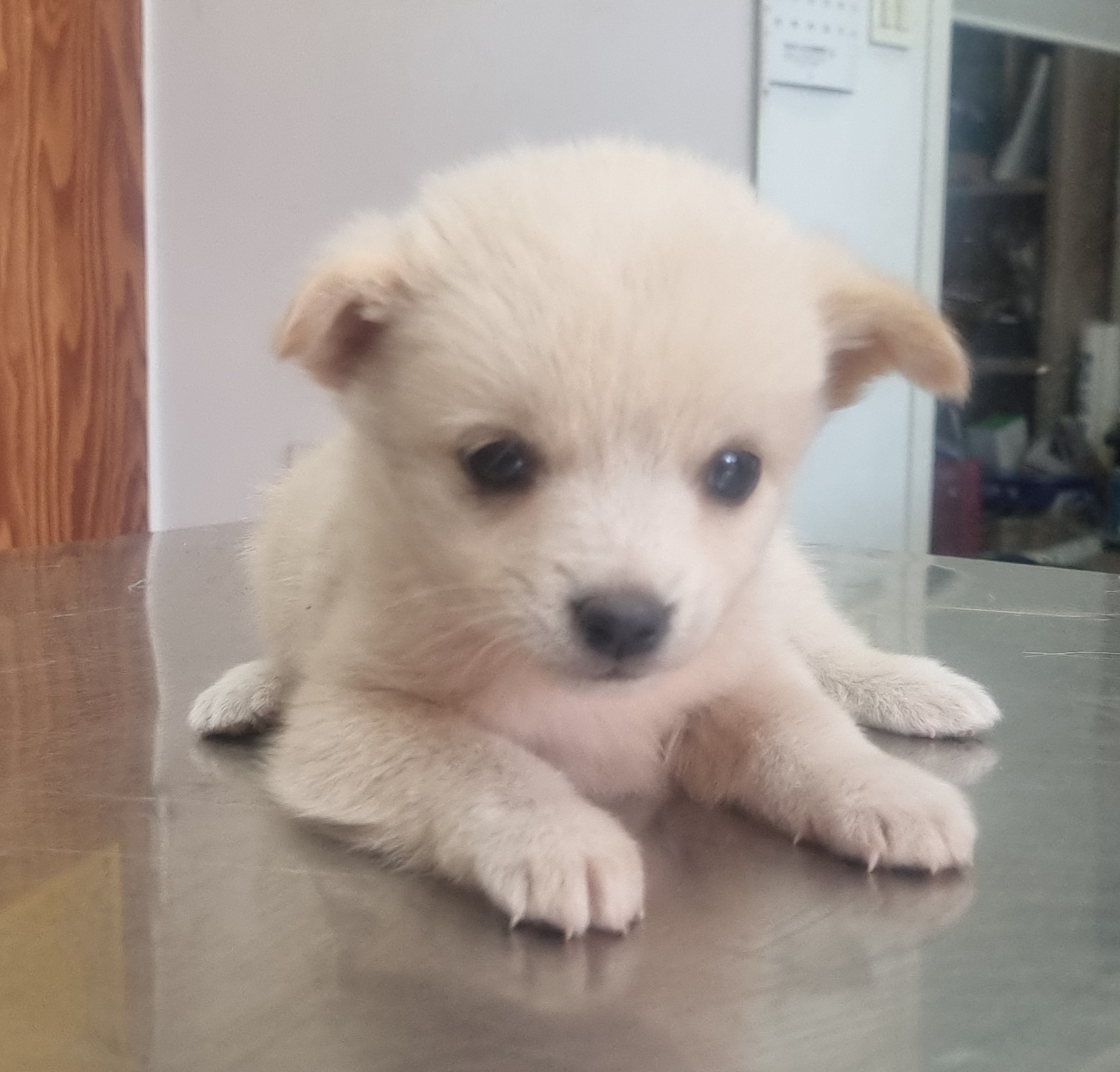 임실유기동물보호센터_445476202500428