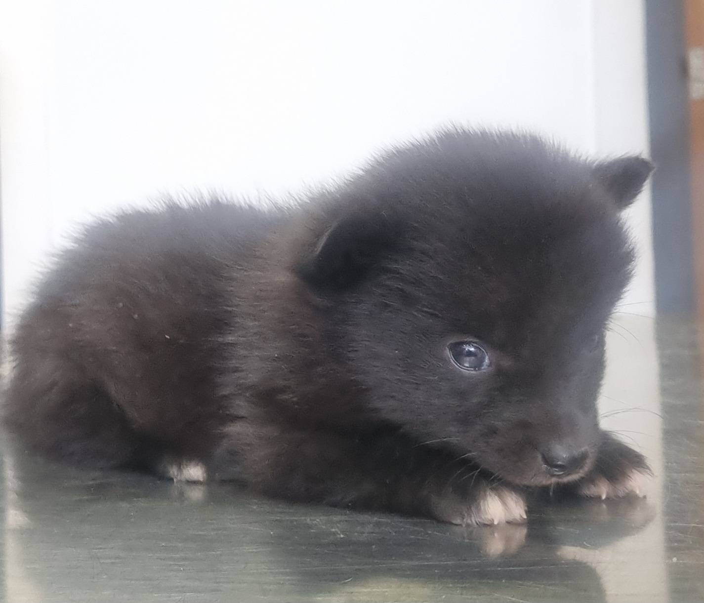 임실유기동물보호센터_445476202500426