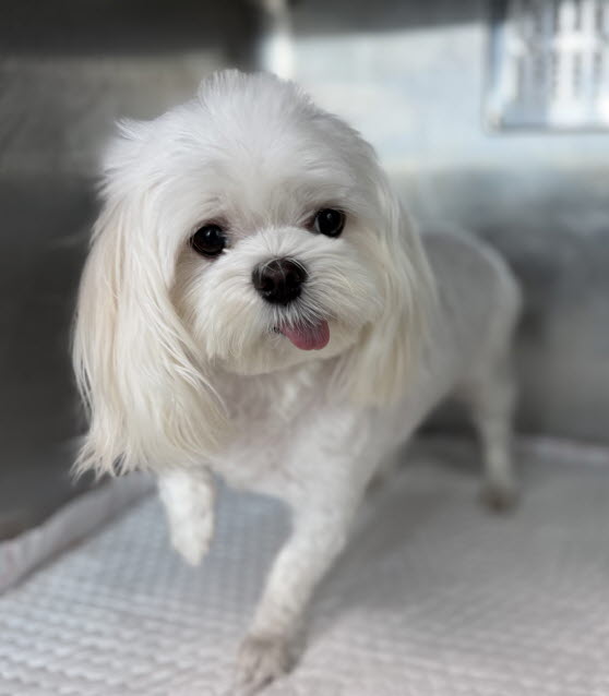 종료(입양) 말티즈…