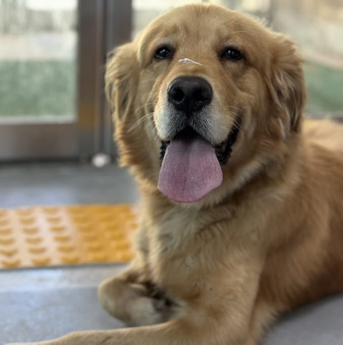 종료(반환) 골든 …