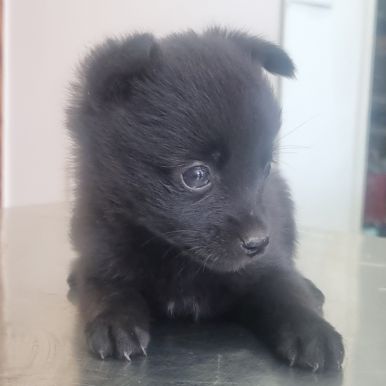 종료(입양) 믹스견…