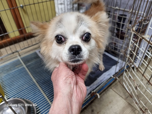 경동동물병원_428352202500513