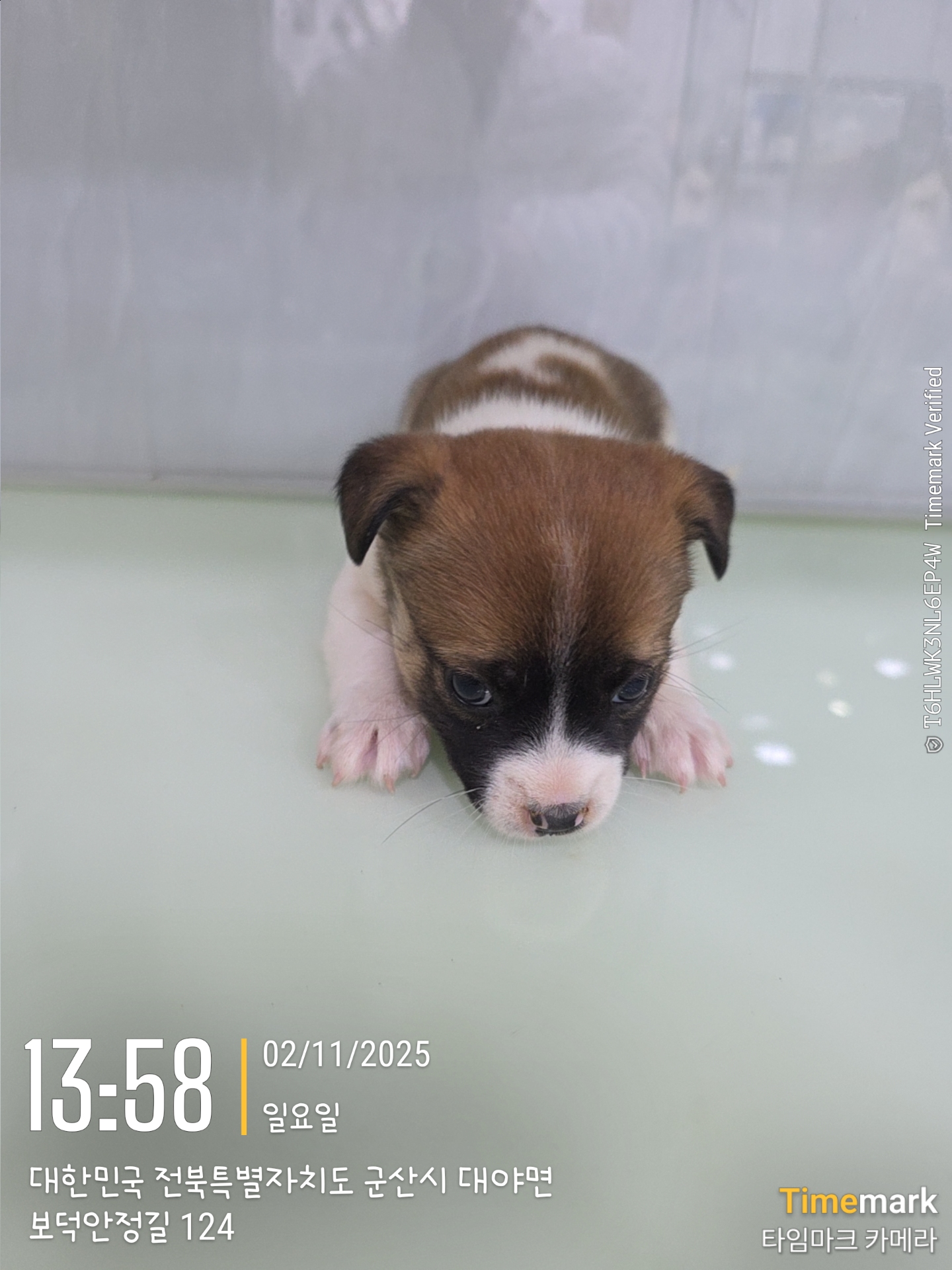 종료(자연사) 믹스…