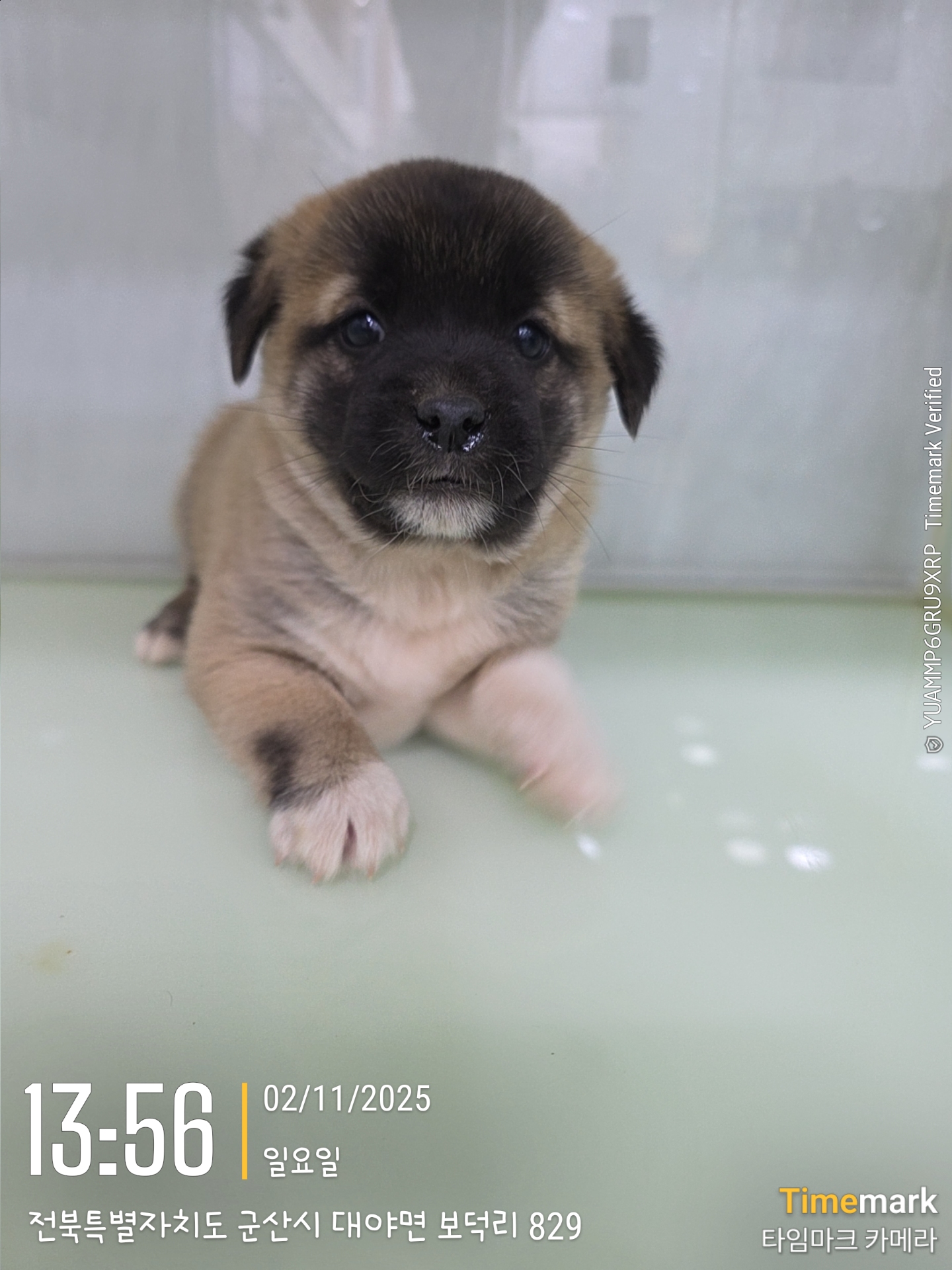 종료(입양) 믹스견…