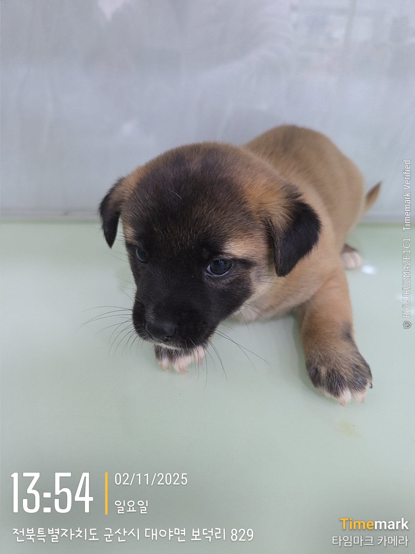 종료(입양) 믹스견…