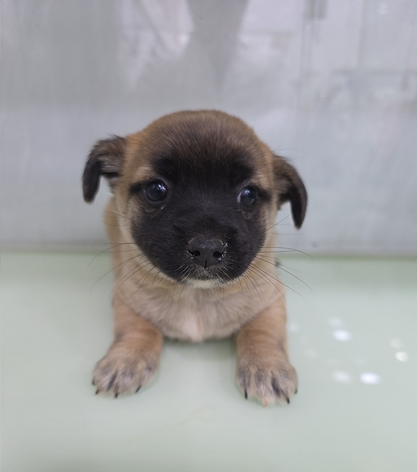 군산유기동물보호센터_445467202502122