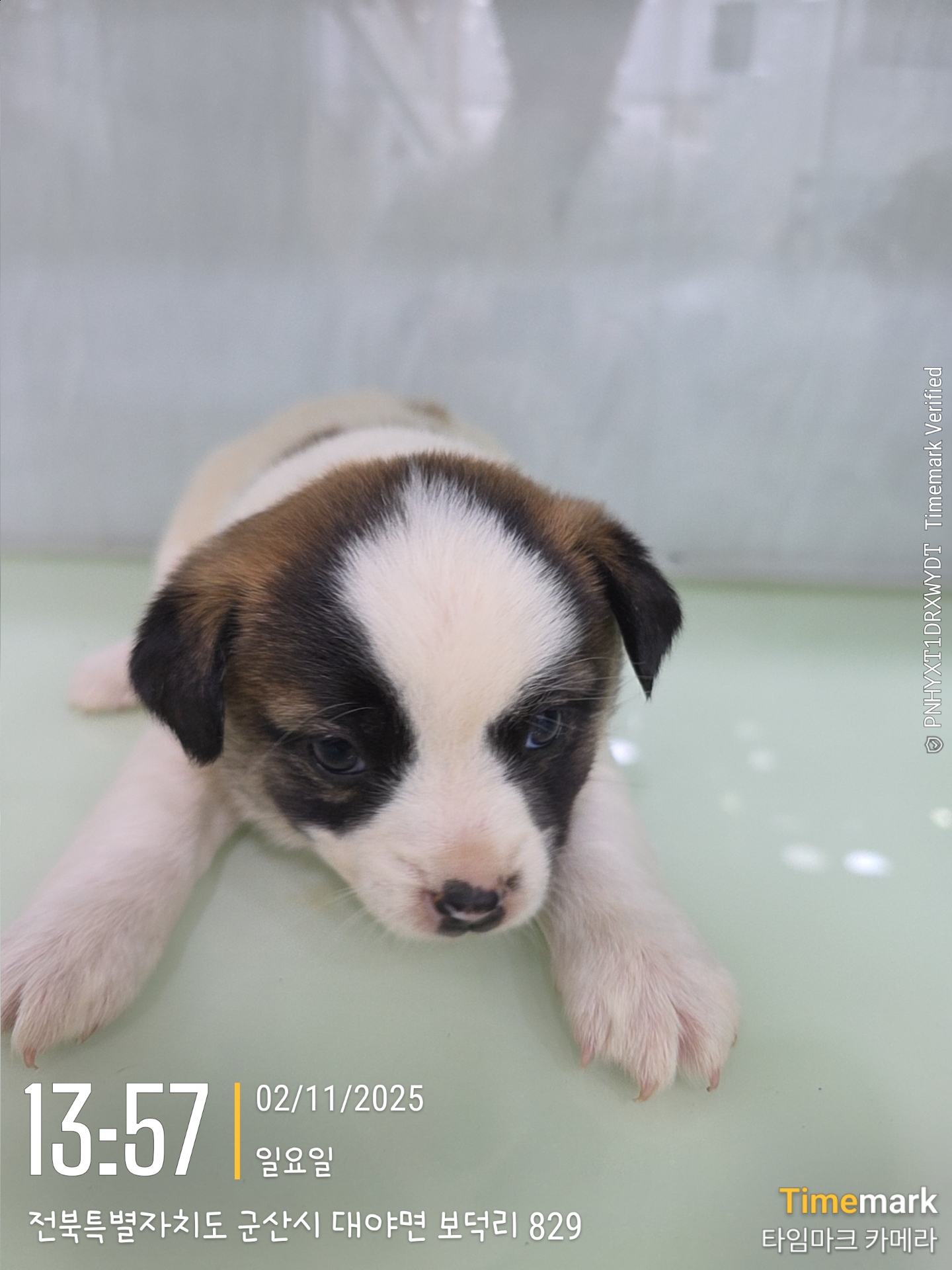 종료(자연사) 믹스…