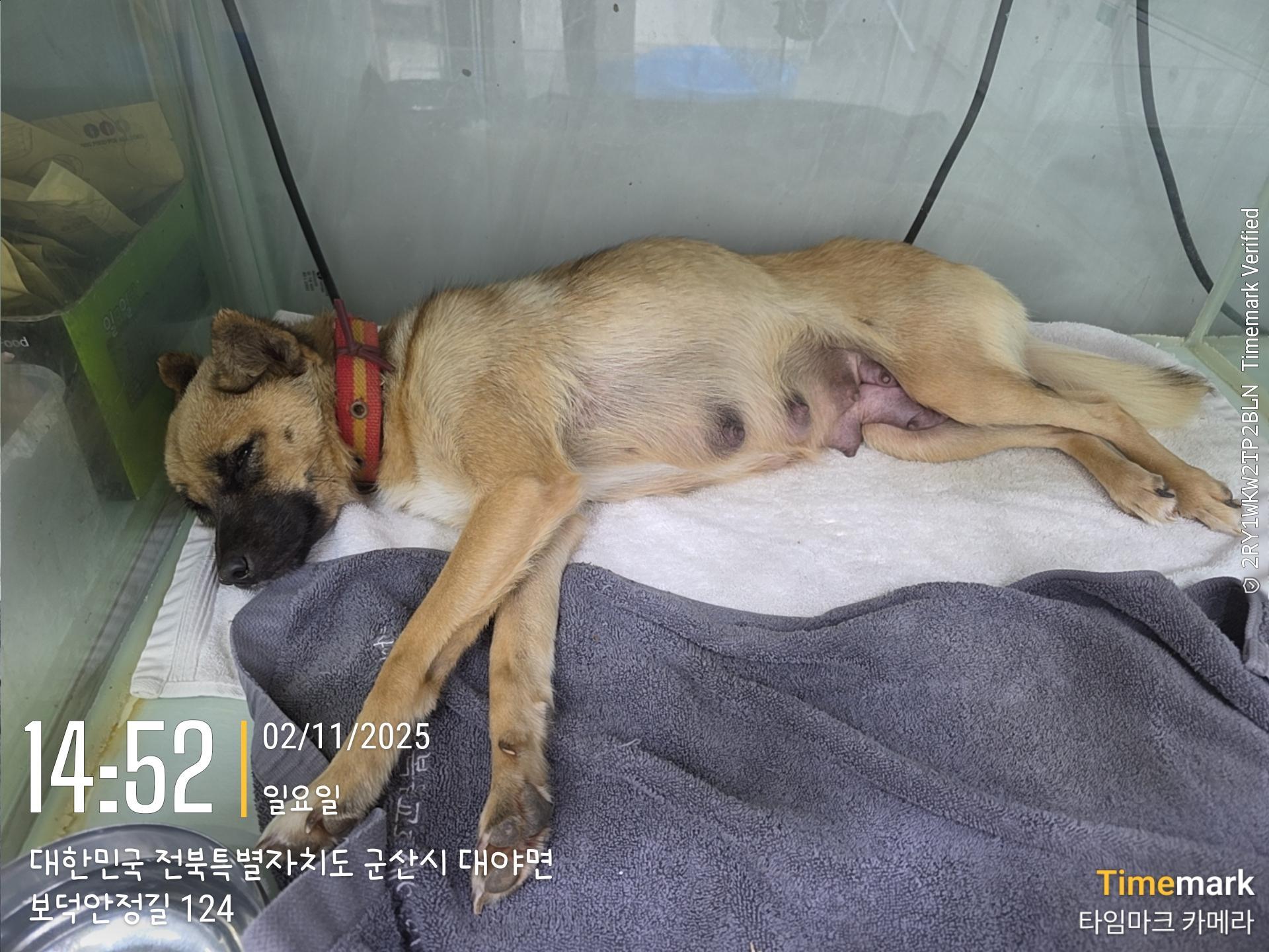 종료(입양) 믹스견…