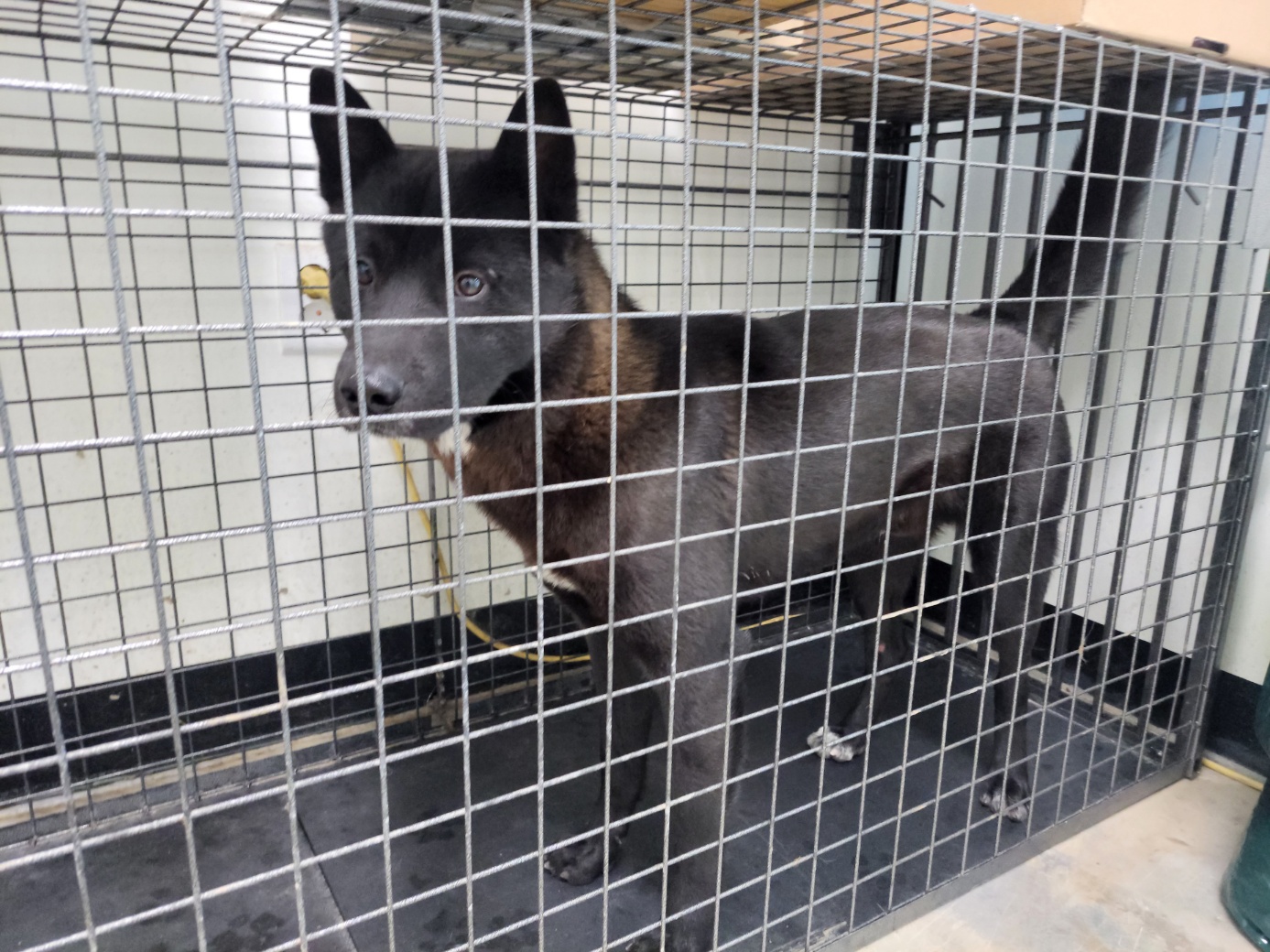 고양시동물보호센터_441394202502398