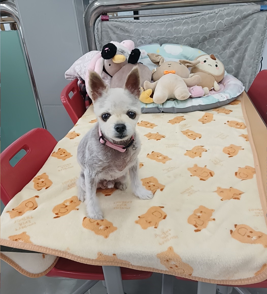 종료(반환) 믹스견…