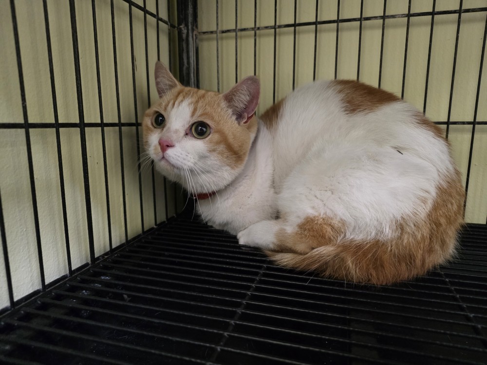 보호중 먼치킨의 가…