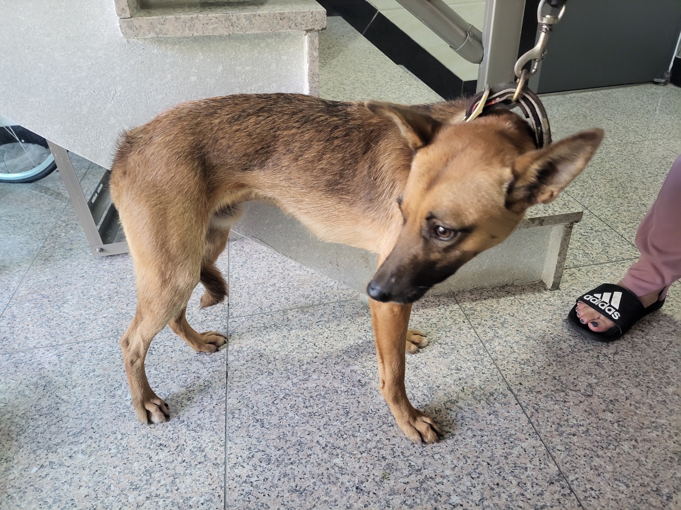 고양시동물보호센터_441394202502399